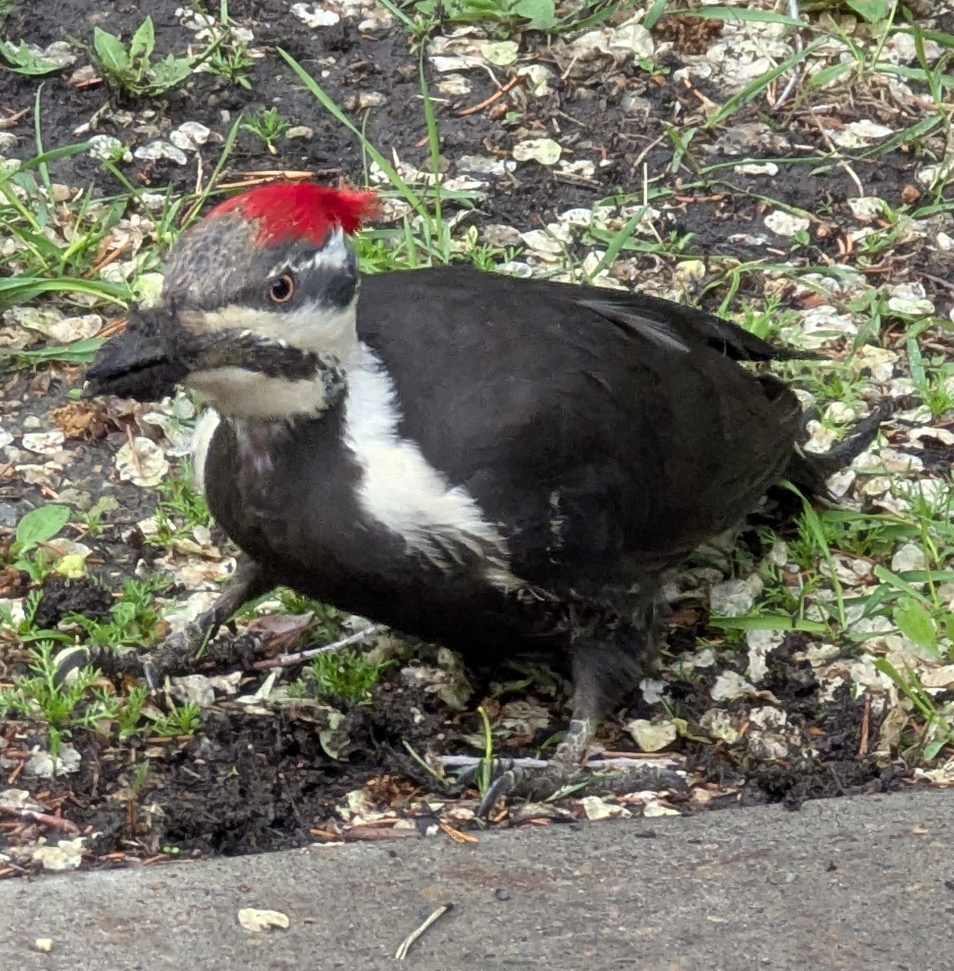 Birthday Trip to Canada, University of Alberta, pileated woodpecker